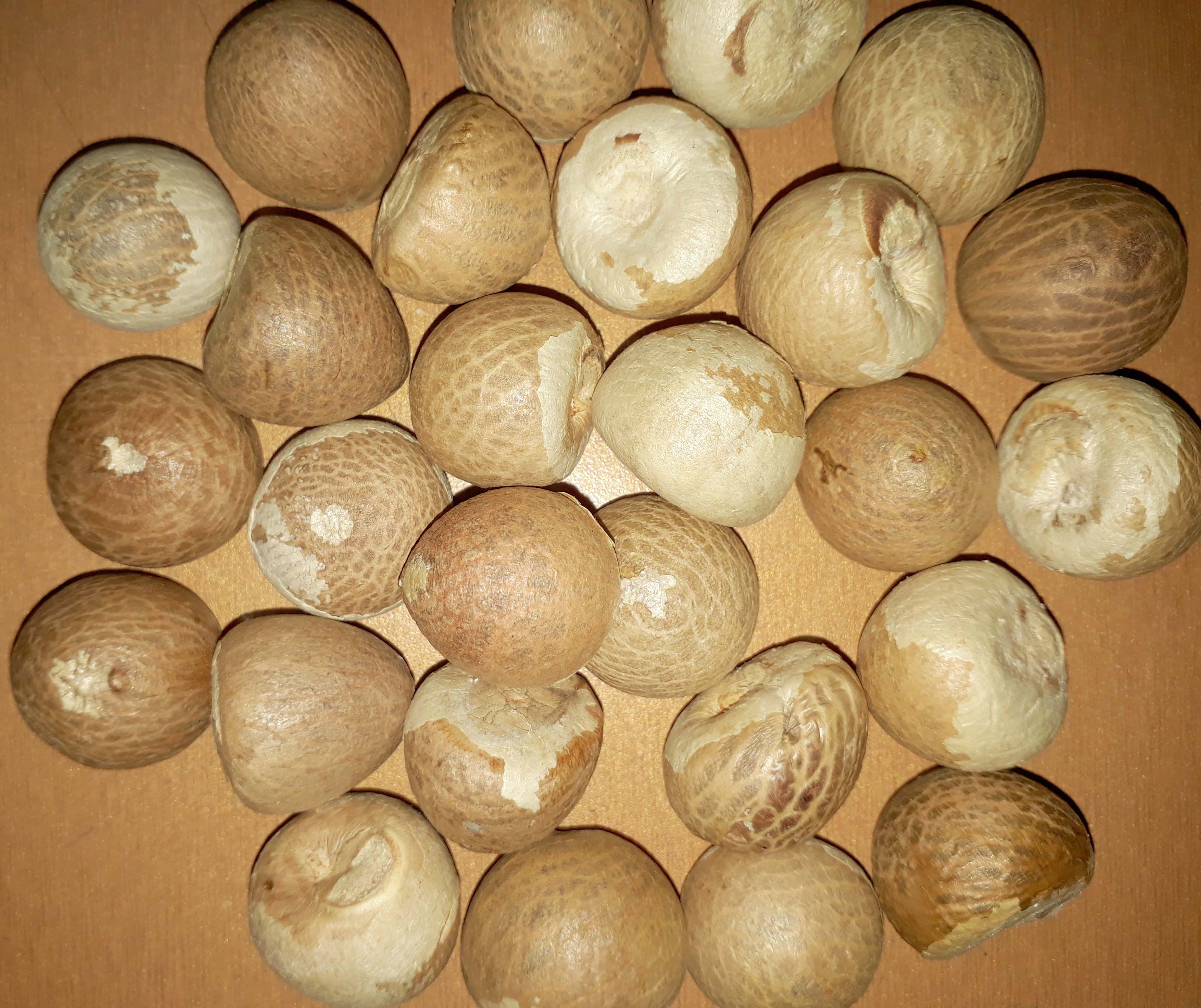 Supari Betel Nut Areca Nut